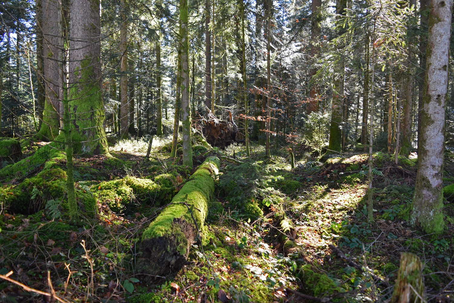 La mousse sous les rayons du soleil. Comme si la nature voulait mettre son charme en avant.