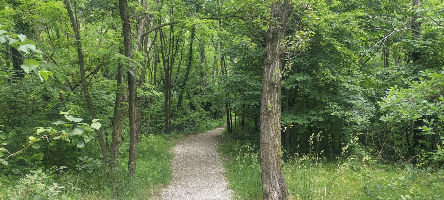 Der Weg schlängelt sich von der Melezza weg durch den dichten Wald. Bild: Tatjana Häuselmann