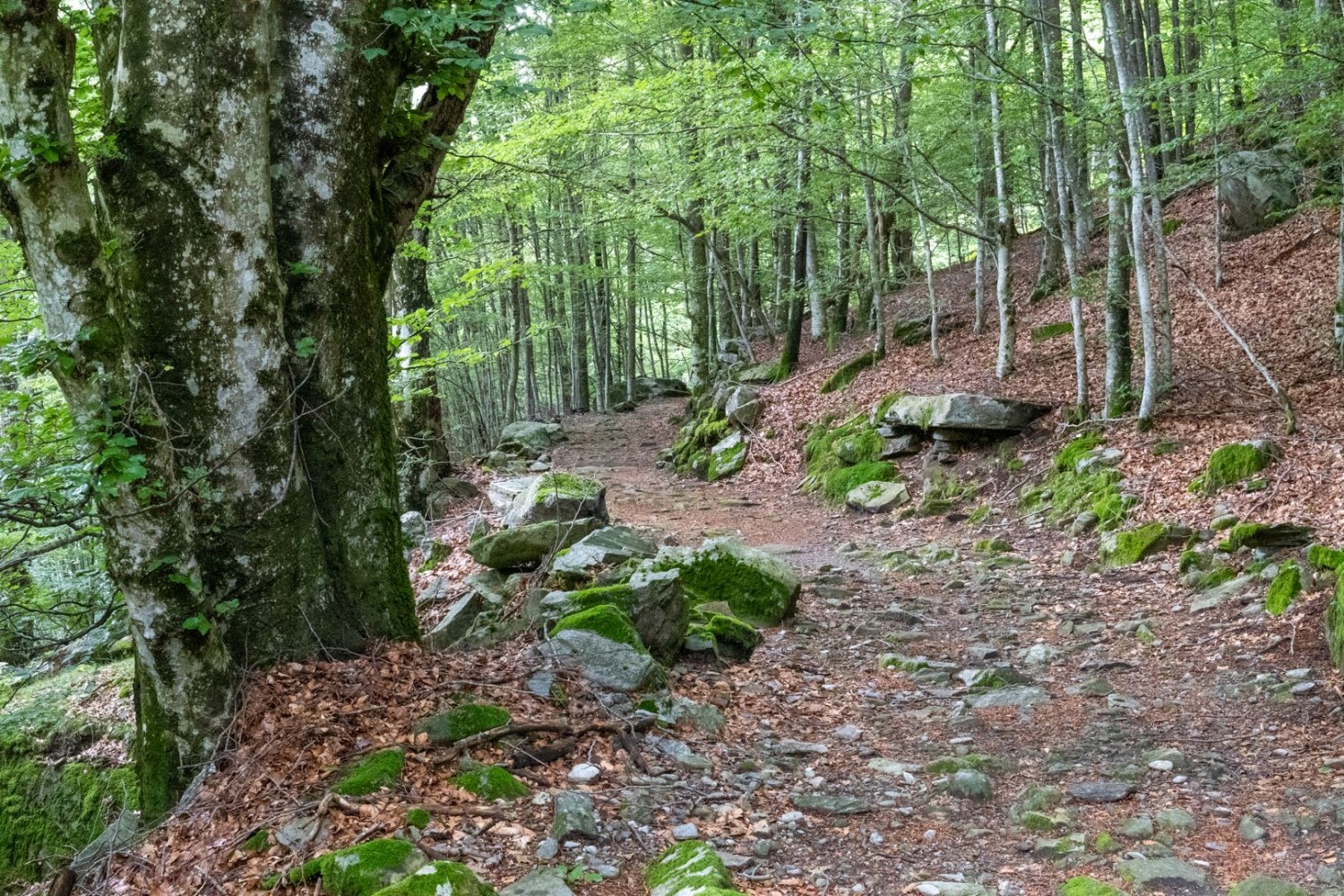 L’air est encore frais, les feuilles sont printanières.