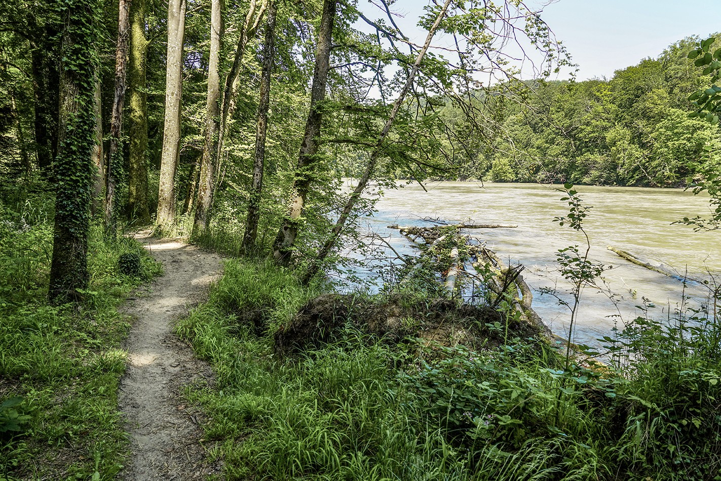 Am wilden Ufer der Reuss. Bilder: Fredy Joss