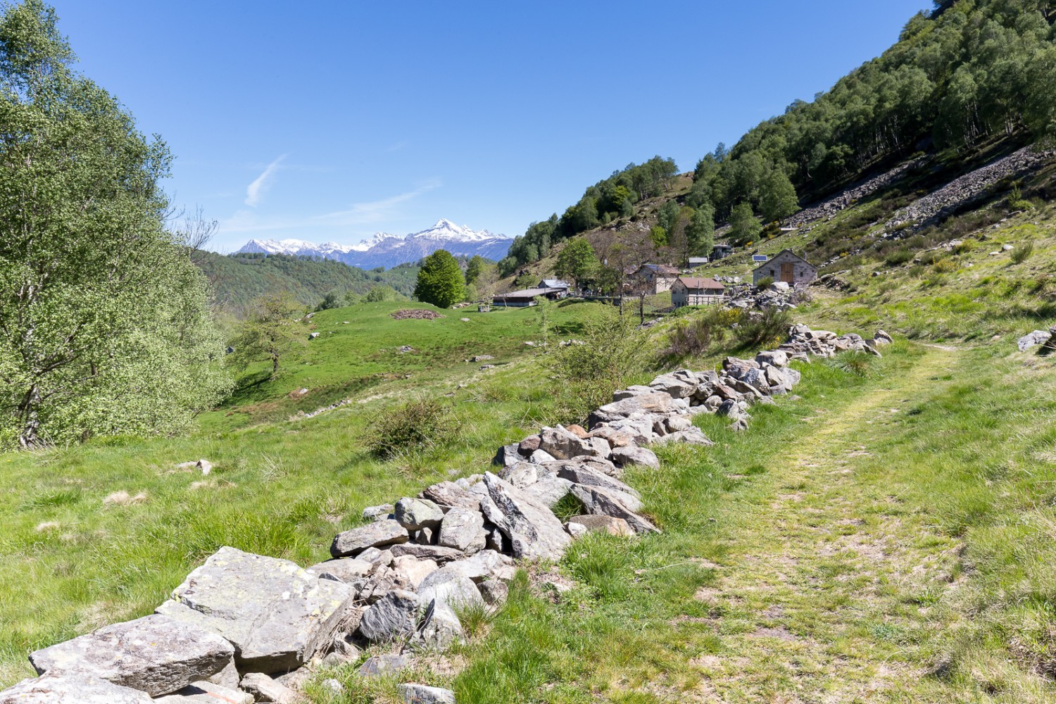 De l’Alpe Muricce, vue vers le nord sur le Pizzo di Claro enneigé. Photos: Daniel Fleuti