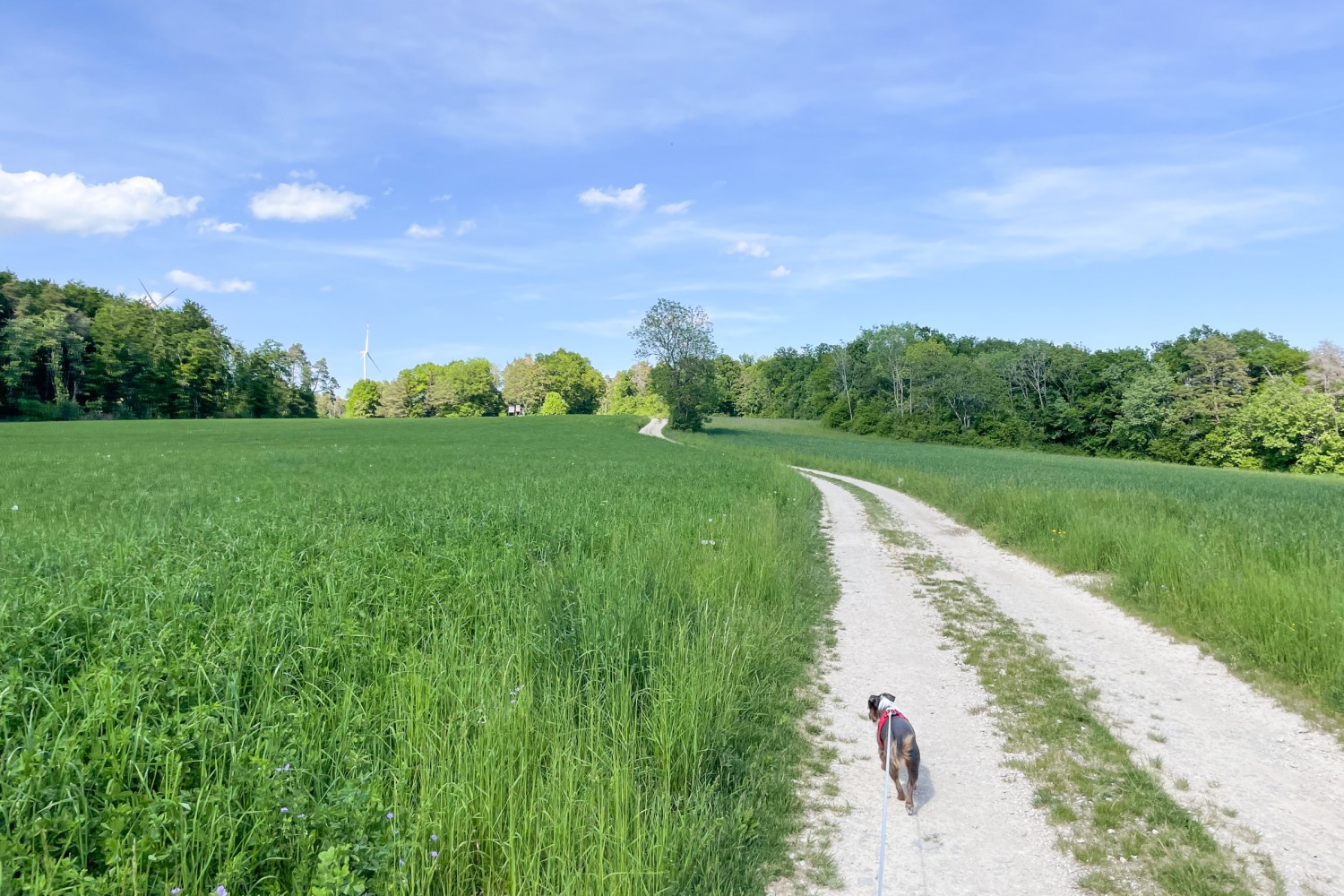 Entspannung pur: Die Wanderung führt über Feld, durch Wald und über Wiesen. Bild: Vera In-Albon