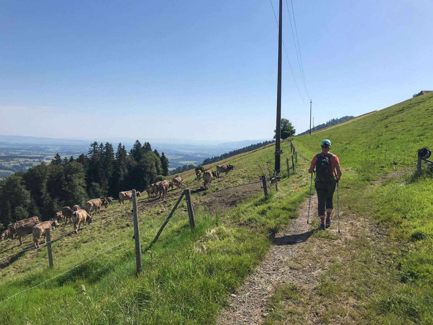 Le chemin de randonnée passe d’abord sur la colline et longe des pâturages.