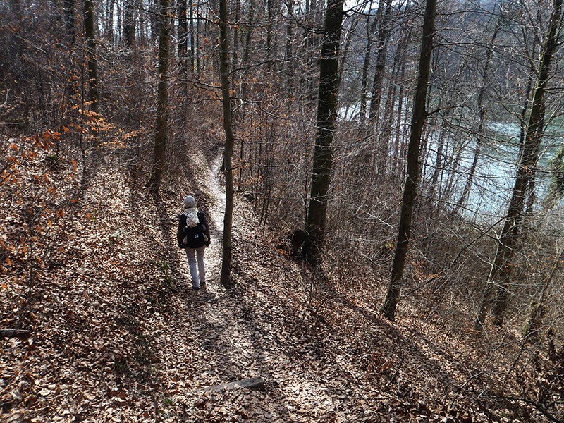 On voit la Reuss à travers la forêt clairsemée. Photos: Marina Bolzli