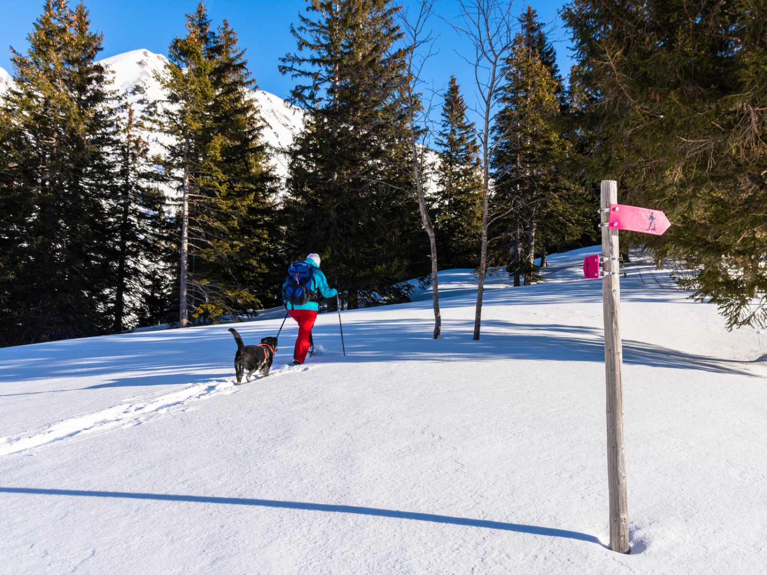 On gagne Vordere Schrindi par une forêt clairsemée. Photo: Franz Ulrich