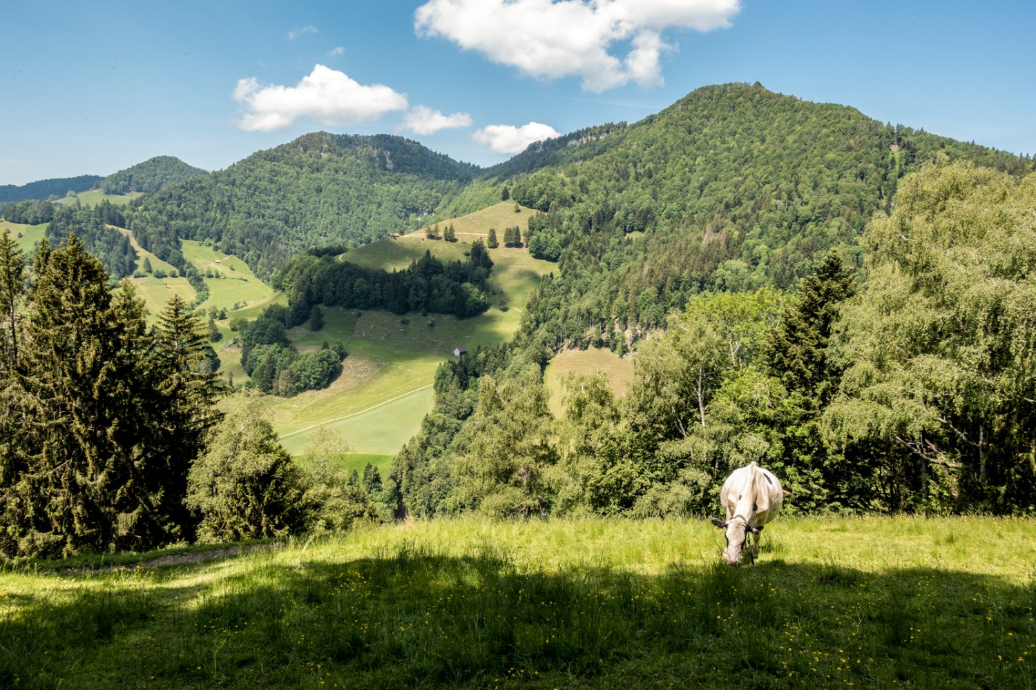 Dans la montée en direction d’Oberchamm, avec vue sur le Schwarzeberg (à gauche) et le Höchhand. Photo: Fredy Joss