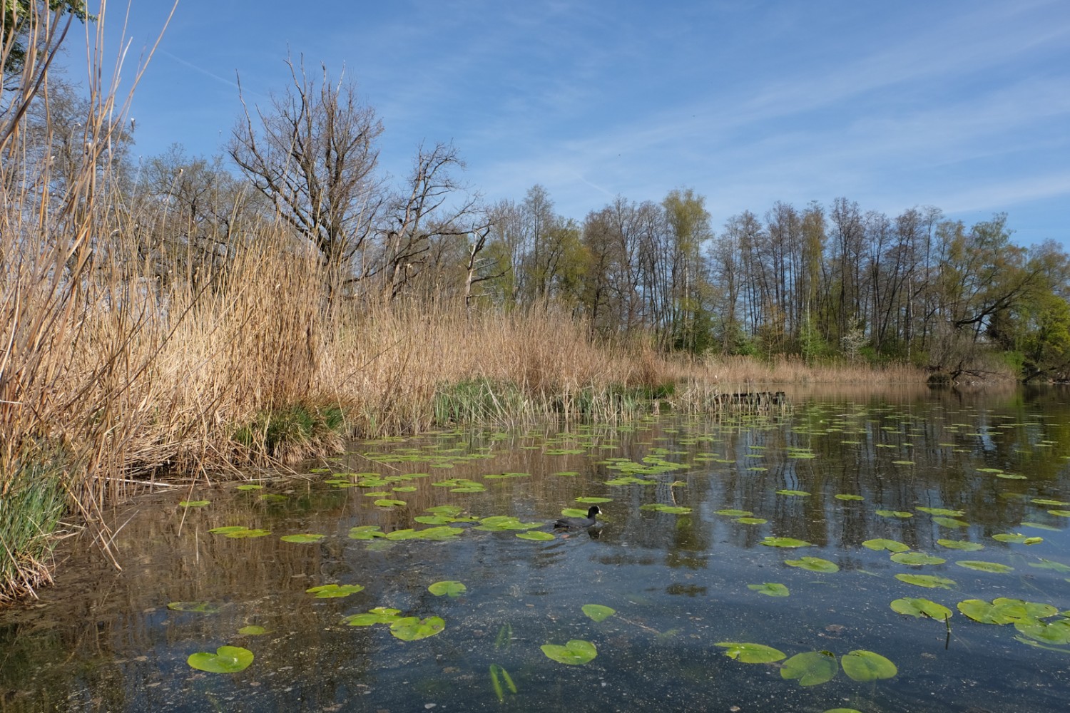 Die Wanderung führt zum Burgäschisee, einem Naturparadies. Bild: Elsbeth Flüeler