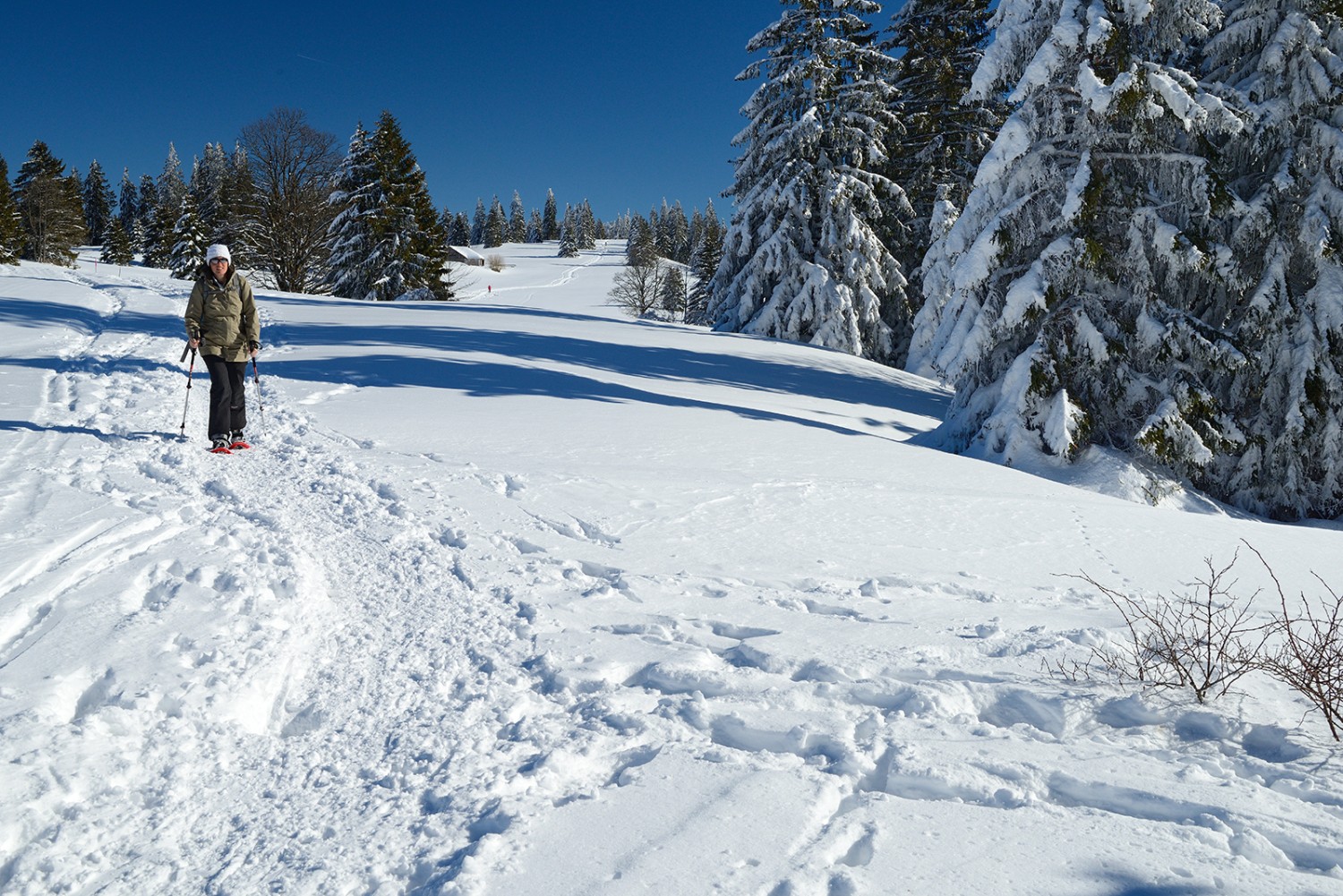 Une forêt clairsemée borde le chemin de la crête.