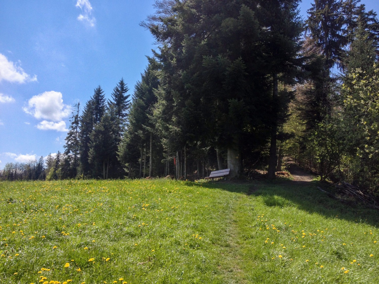 Der Weg führt über Blumenwiesen und lichte Wälder. Bild: Claudia Peter