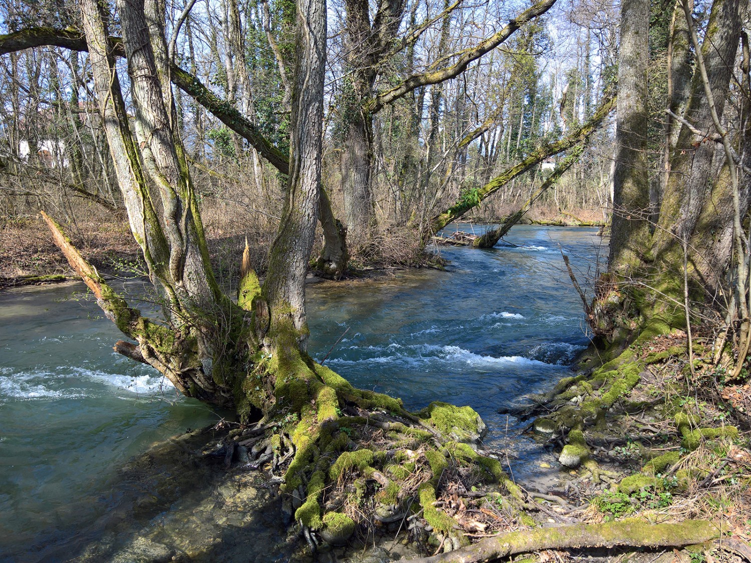 Le paysage idyllique des rives de la Versoix invite les enfants à se défouler. Photos: Andreas Staeger