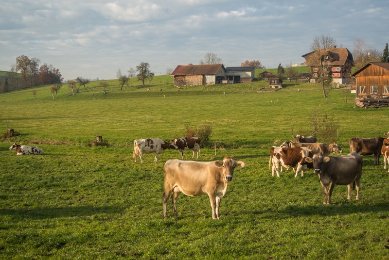 Bon après-midi ! Photo: Vera In-Albon