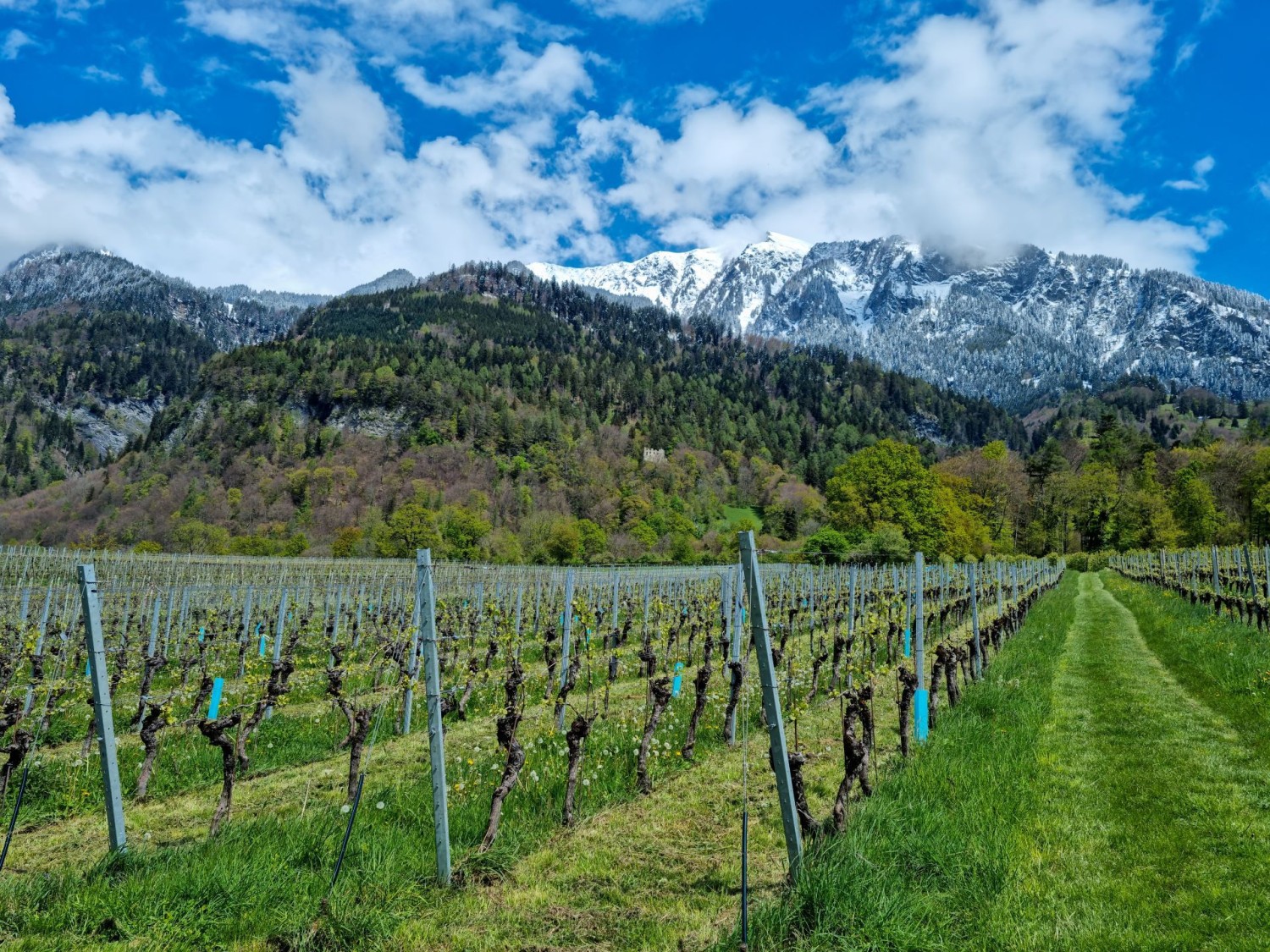 Beau contraste de couleurs: vignes en fleurs et feuillus vert clair devant des versants de montagne enneigés.