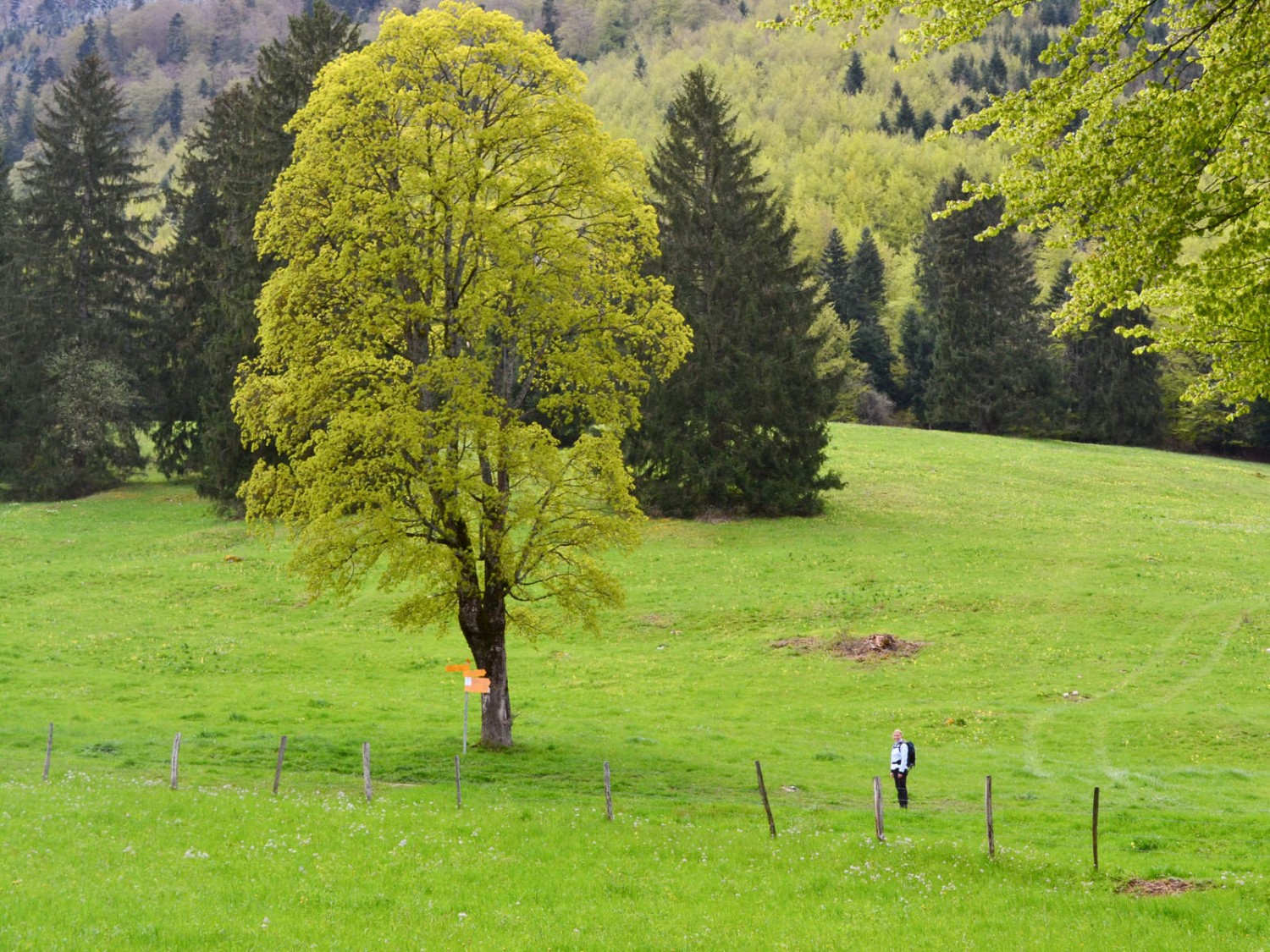 Du vert dans toutes ses nuances. Photo: Sabine Joss