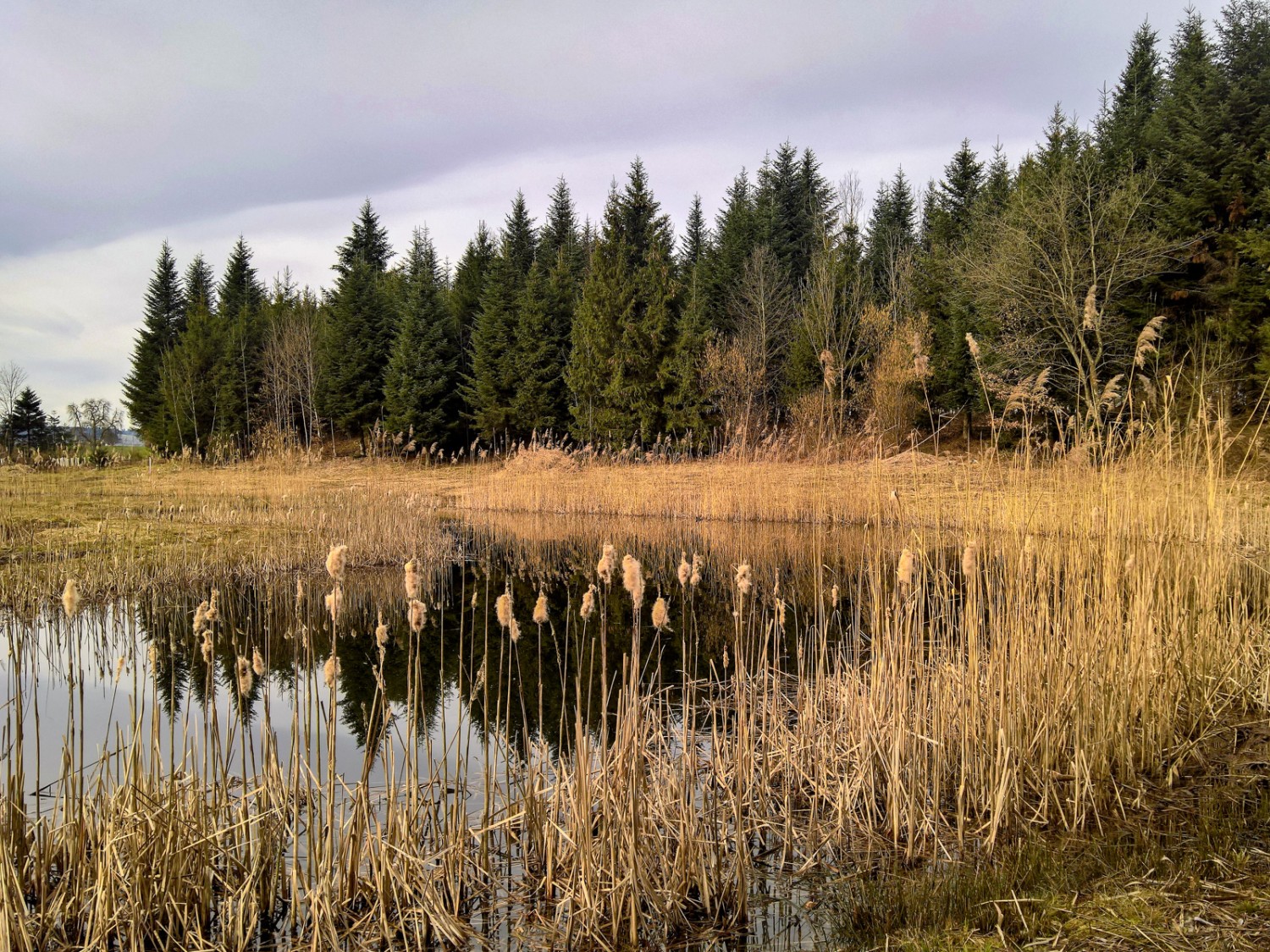 Paysage idyllique à l’orée de la forêt de Tellewald. Photo: Andreas Staeger