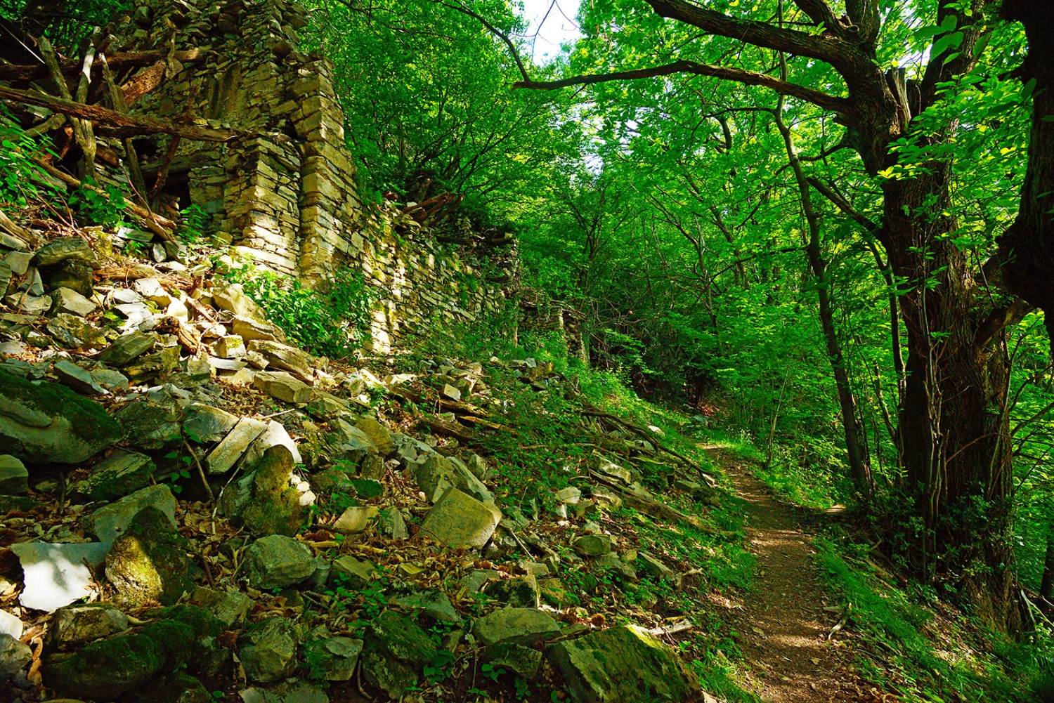 Dans la montée vers le Sasso Gordona. D’anciens pâturages transformés en une forêt dense.