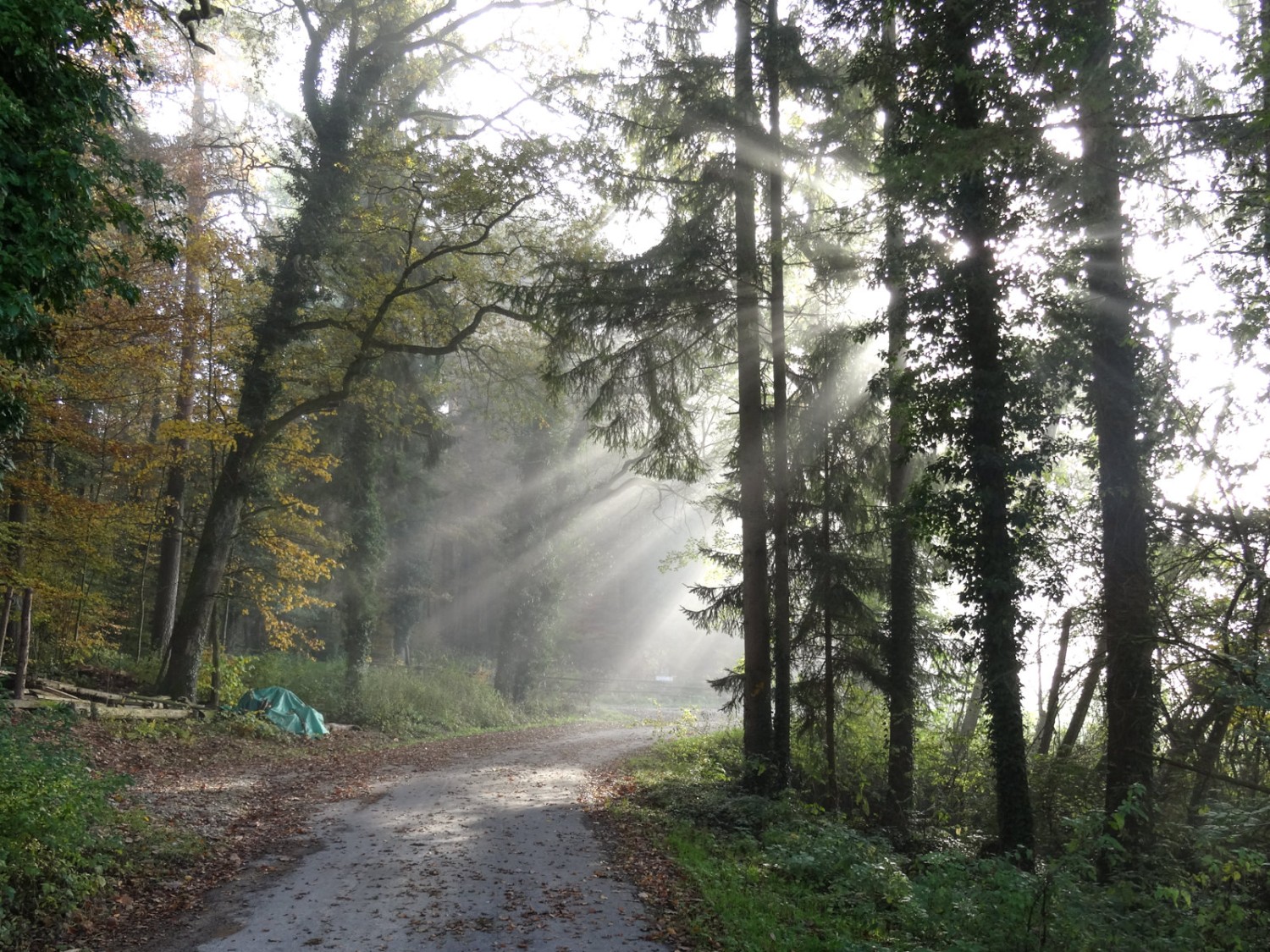 Un paysage mystique au milieu des lambeaux de brouillard près d’Untere Egg. 