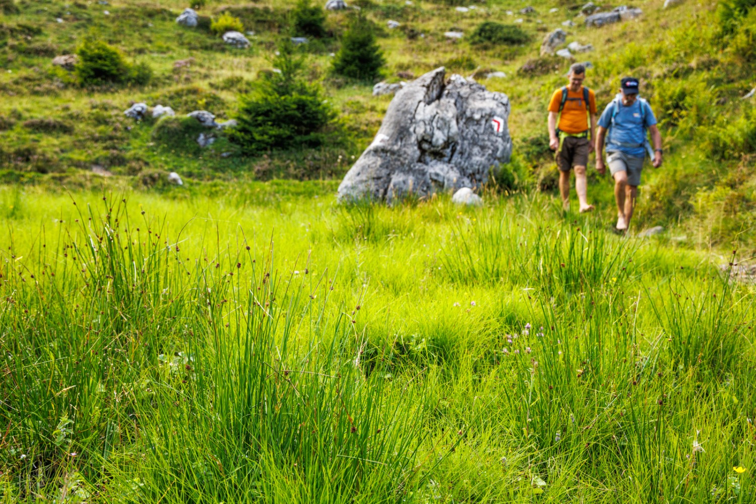 Durch die Moorlandschaft lässt sich prächtig Barfusswandern. Bild: Severin Nowacki