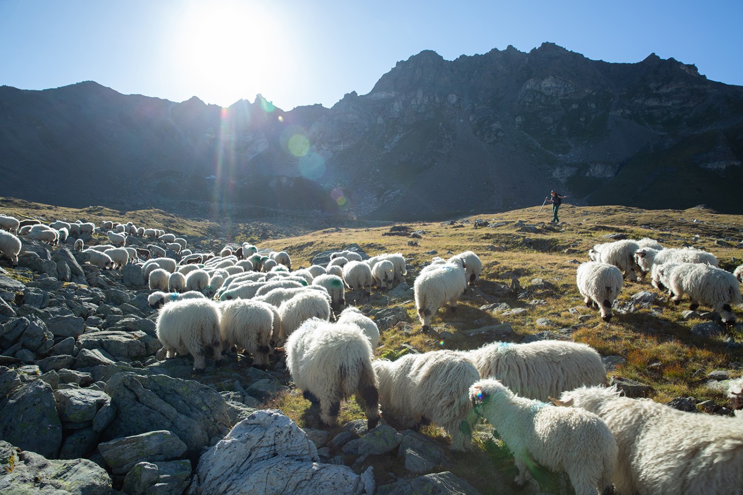 Im Augsttälli trifft man auf Schwarznasenschafe. Bild: Guy Perrenoud