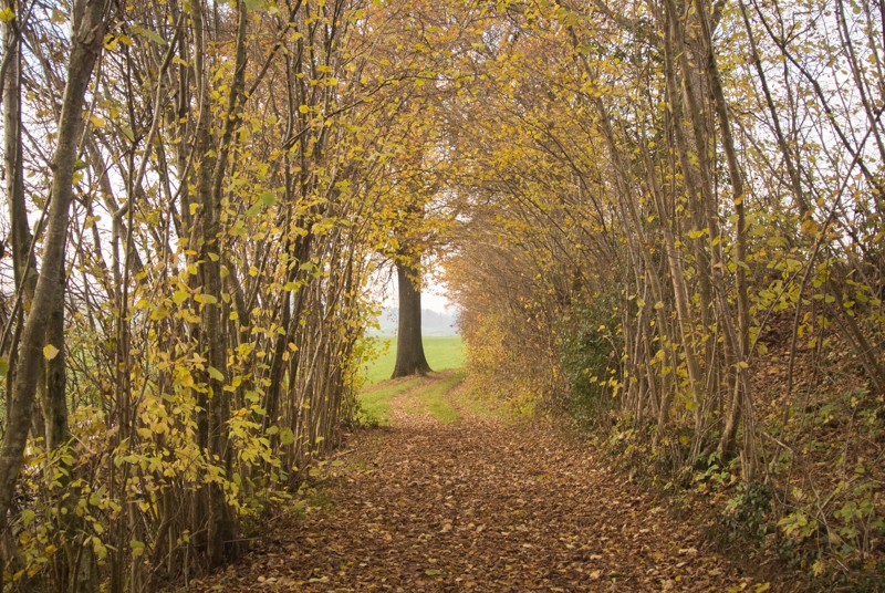 Les buissons sont de beaux treillis. Photo: Vera In-Albon