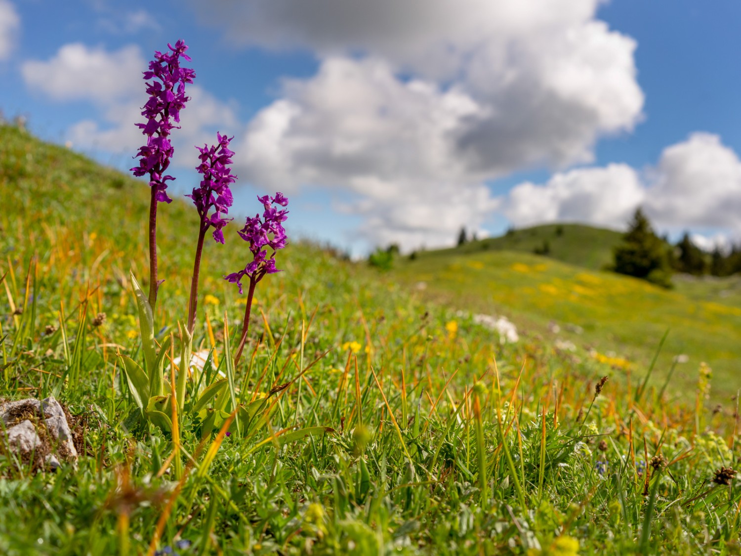 Des orchidées au Grand Cunay. Photo: Severin Nowacki