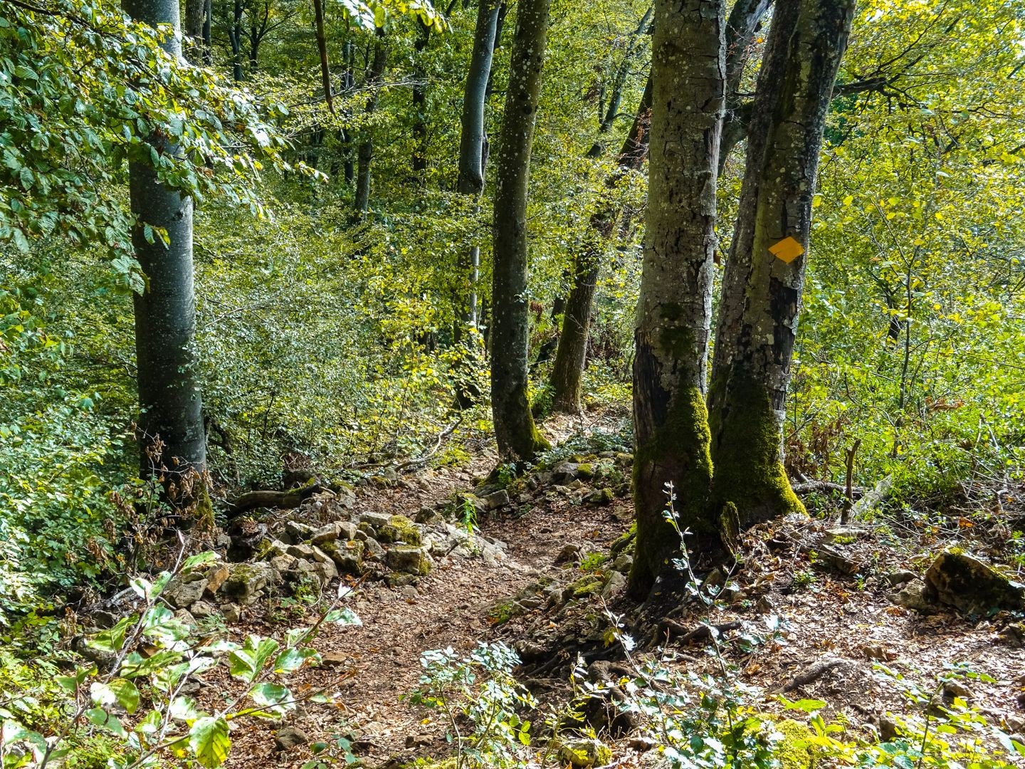 Dans la forêt, en contrebas de la Gisliflue