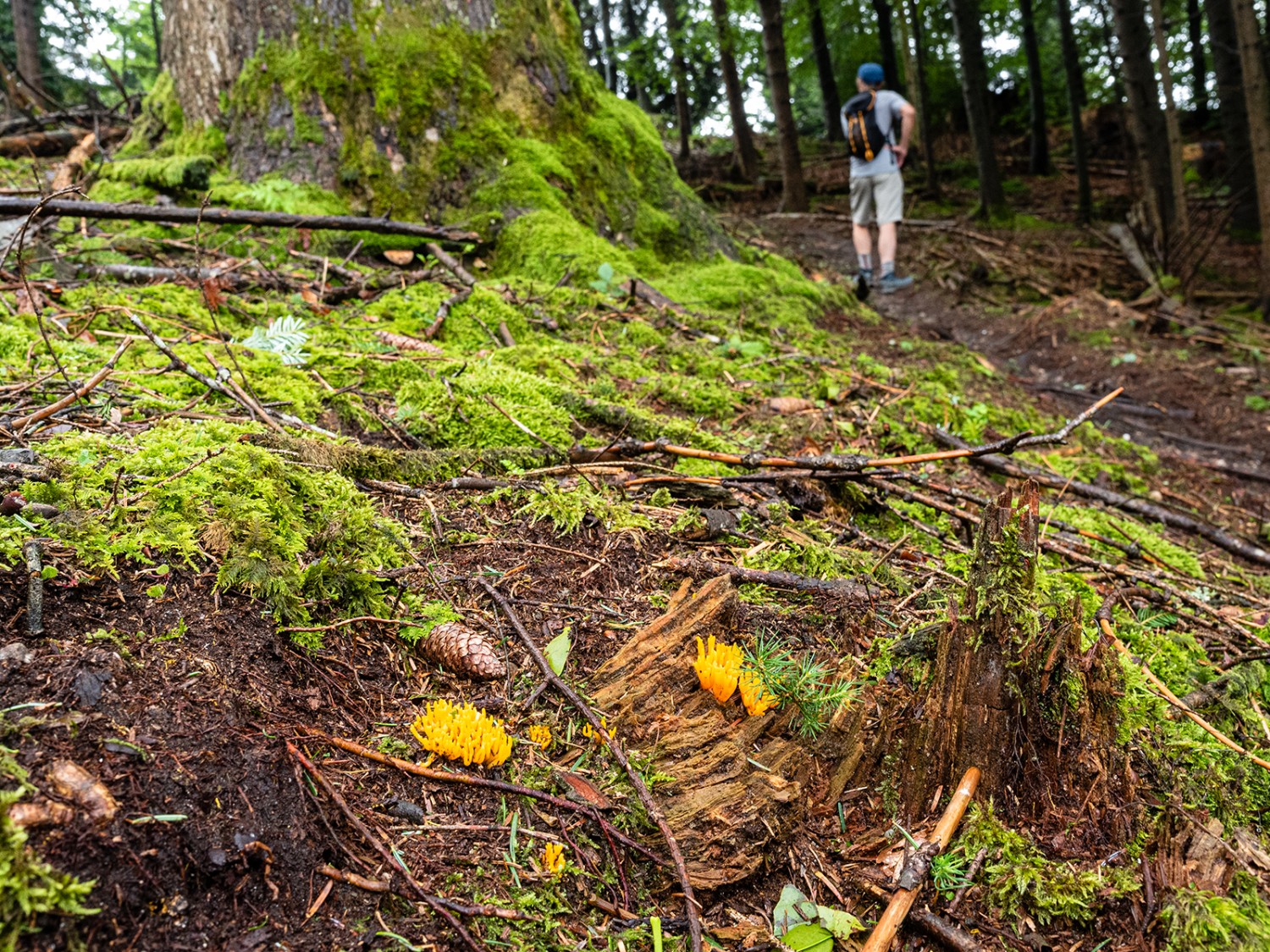 Leuchtende Korallenpilze dekorieren den Waldboden. Sie lieben Buchen.