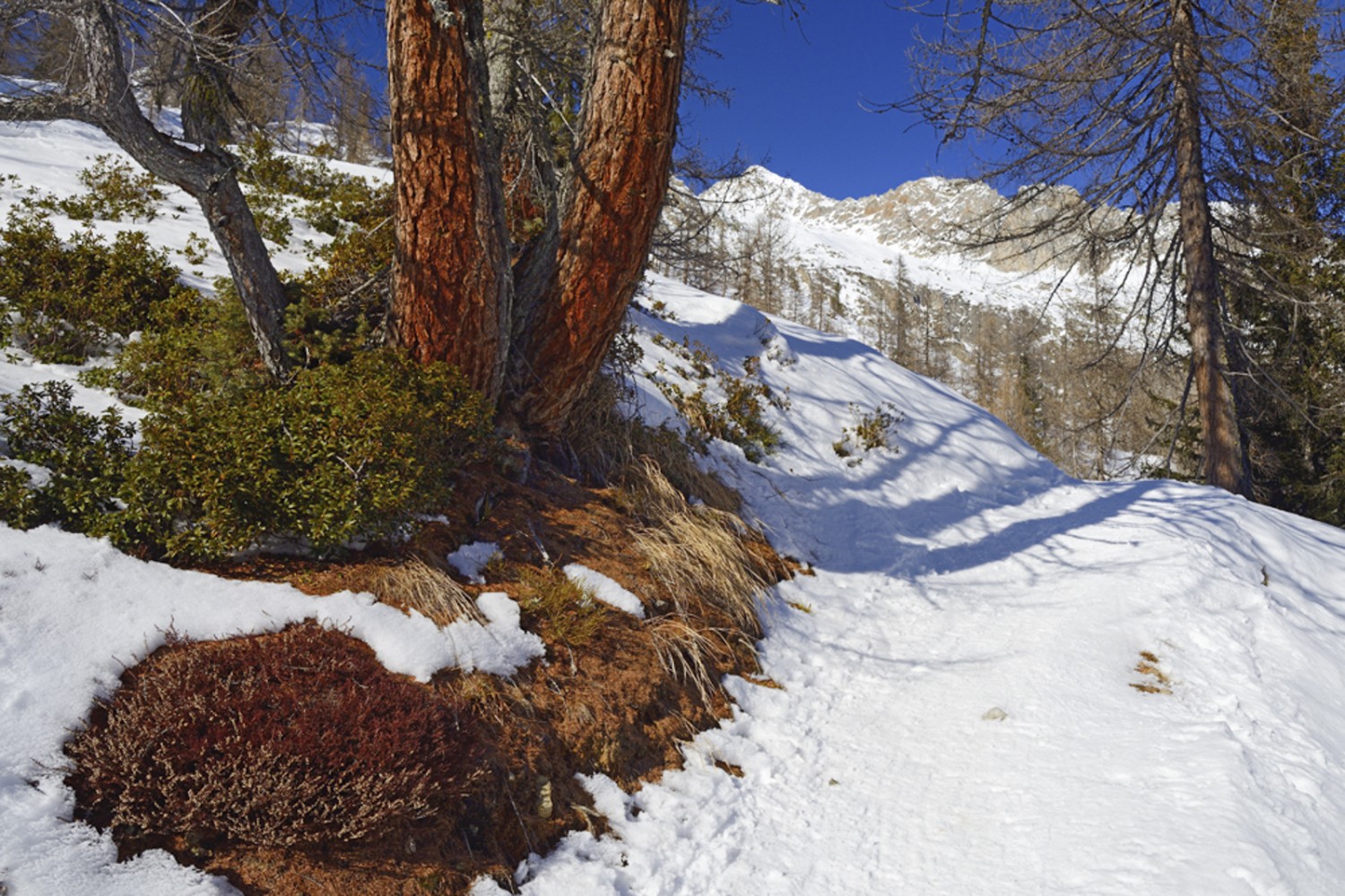 Noch wenige Kurven, und man ist oben. Bild: natur-welten.ch