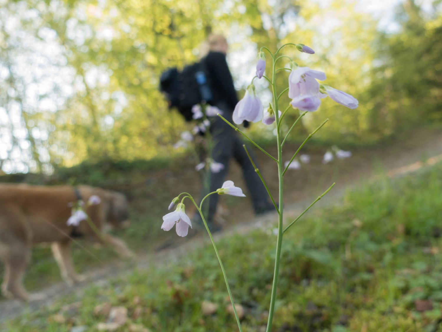 Diese Wanderung ist für Hunde geeignet (wenn es nicht zu warm ist).Bild: Vera In-Albon