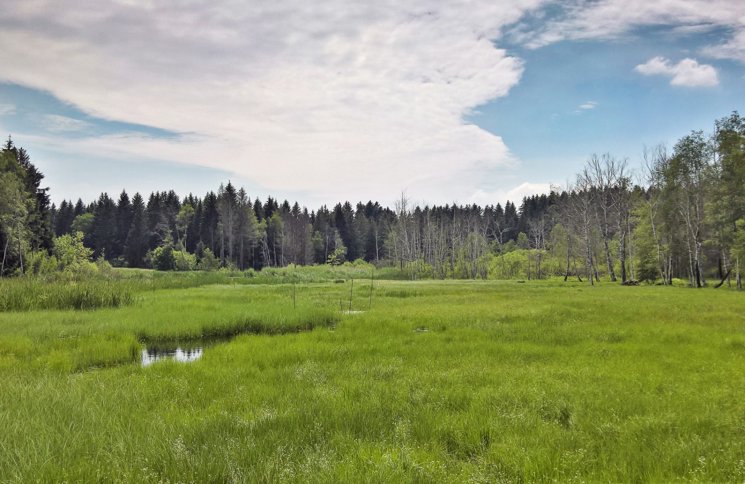 Le site marécageux des Mosses, à La Rogivue. Photos: Andreas Staeger