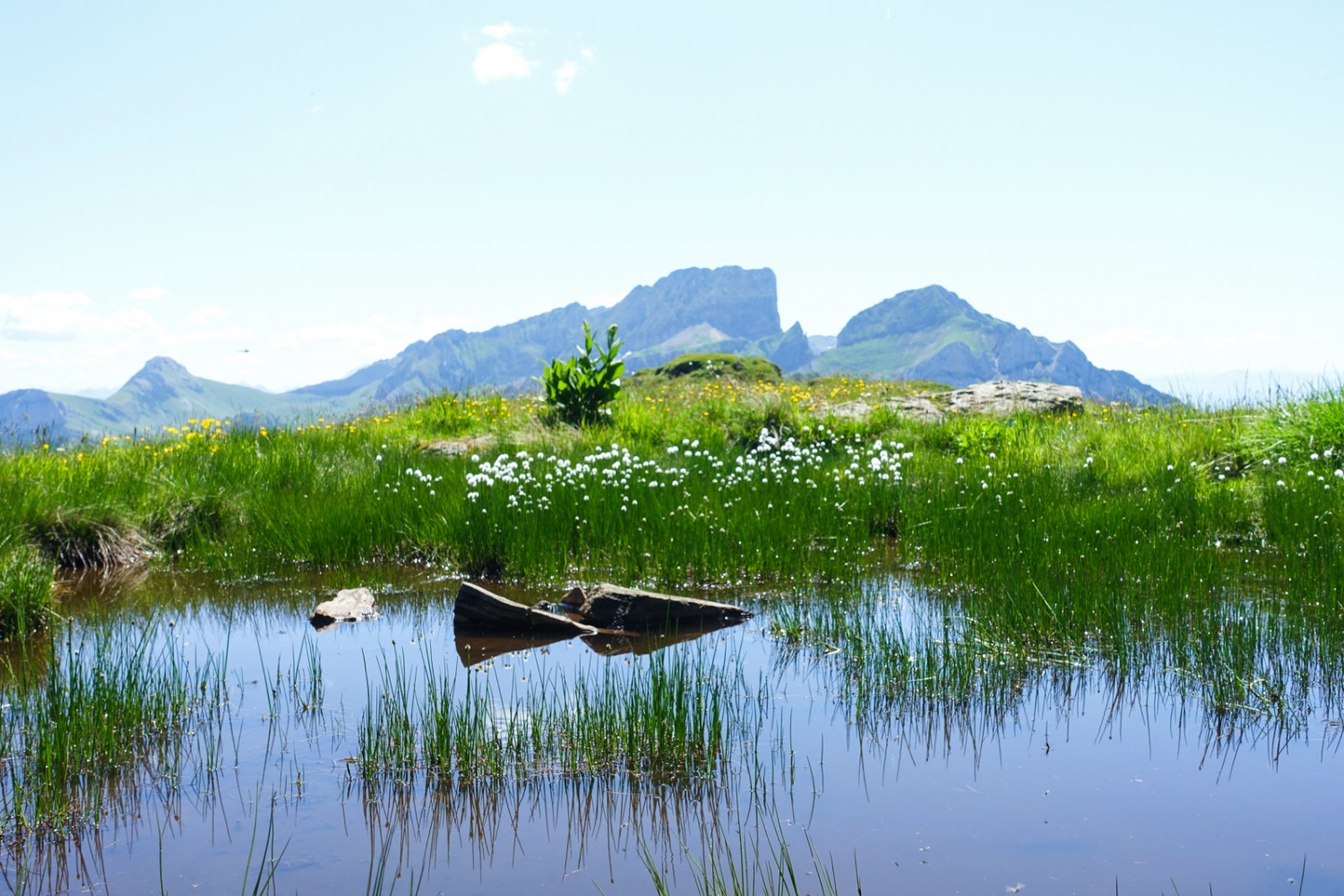 Moorgebiet mit Wollgras auf den Schlachtbo&#776;den. Bild: Christiana Sutter 
