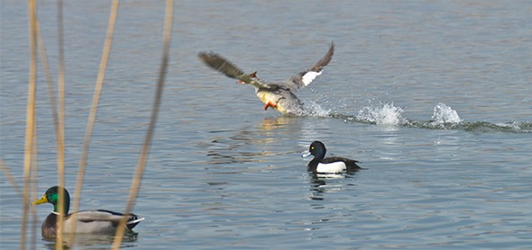 Un harle bièvre prend son envol: un à deux couples nichent chaque année autour du lac artificiel. Photo: Heinz Staffelbach