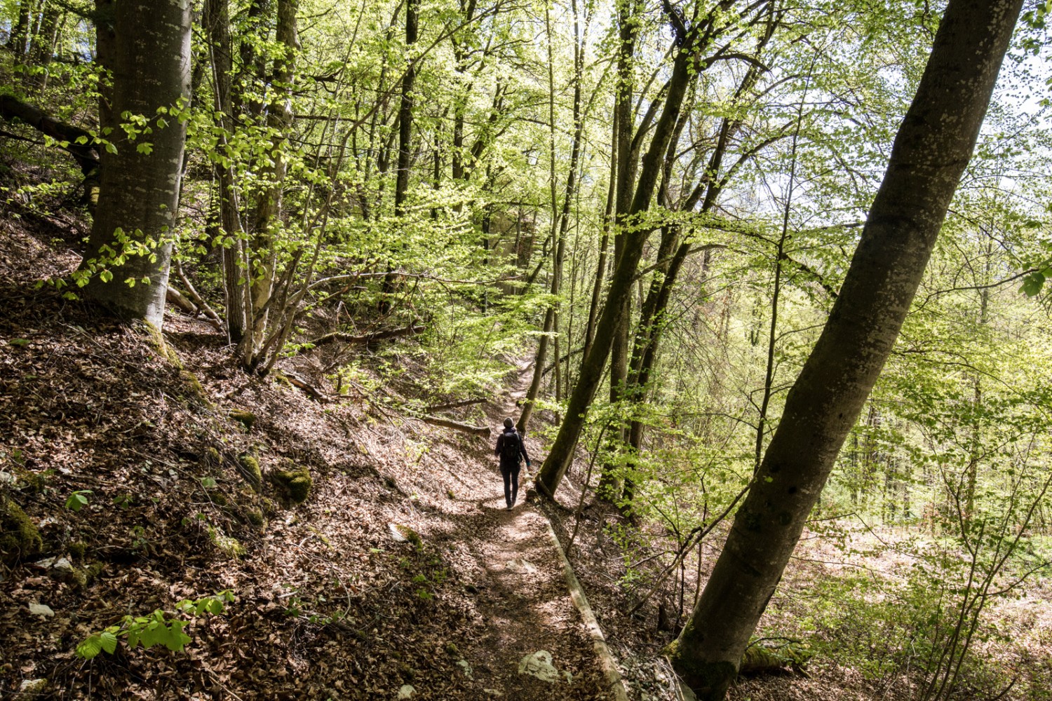 Sur les chemins sinueux en direction de Büren (SO). Photo: Daniel Fleuti