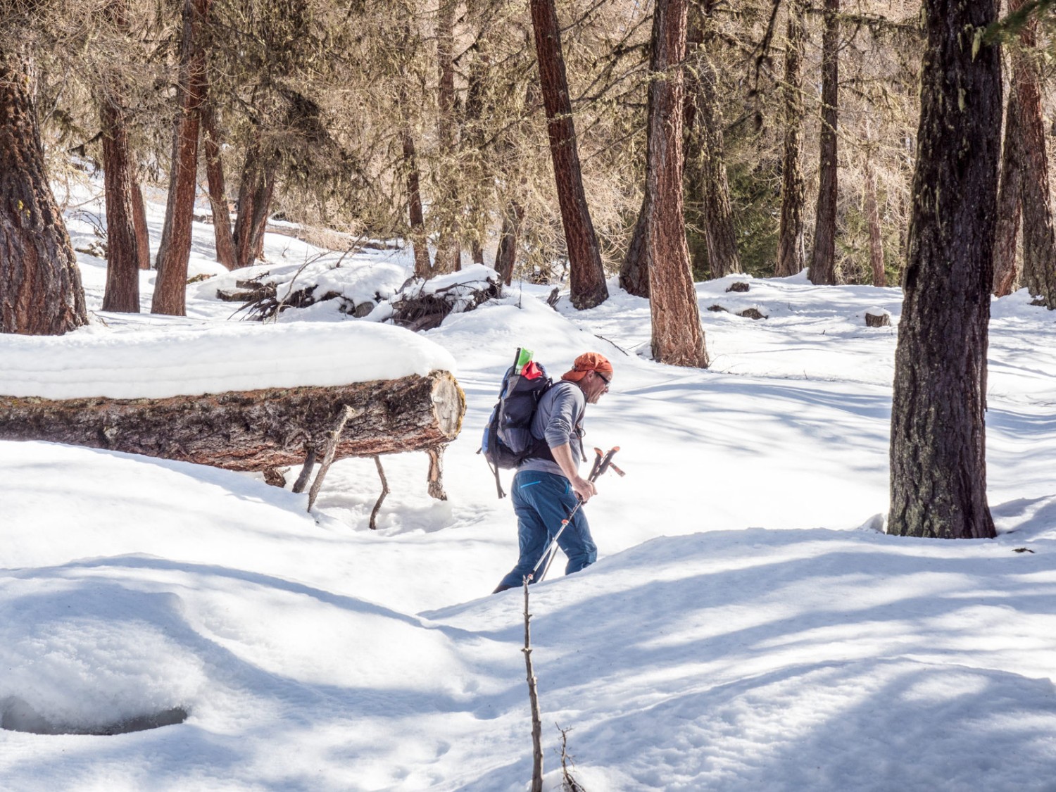 Mit etwas Glück erblickt man nach Verlassen des Waldes in Richtung Alp Lovégno die Spuren der Schneehühner. Bild: Barbara Graber