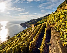 Die «drei Sonnen» des Lavaux. (Foto: Marcus Gyger, Swiss Image)