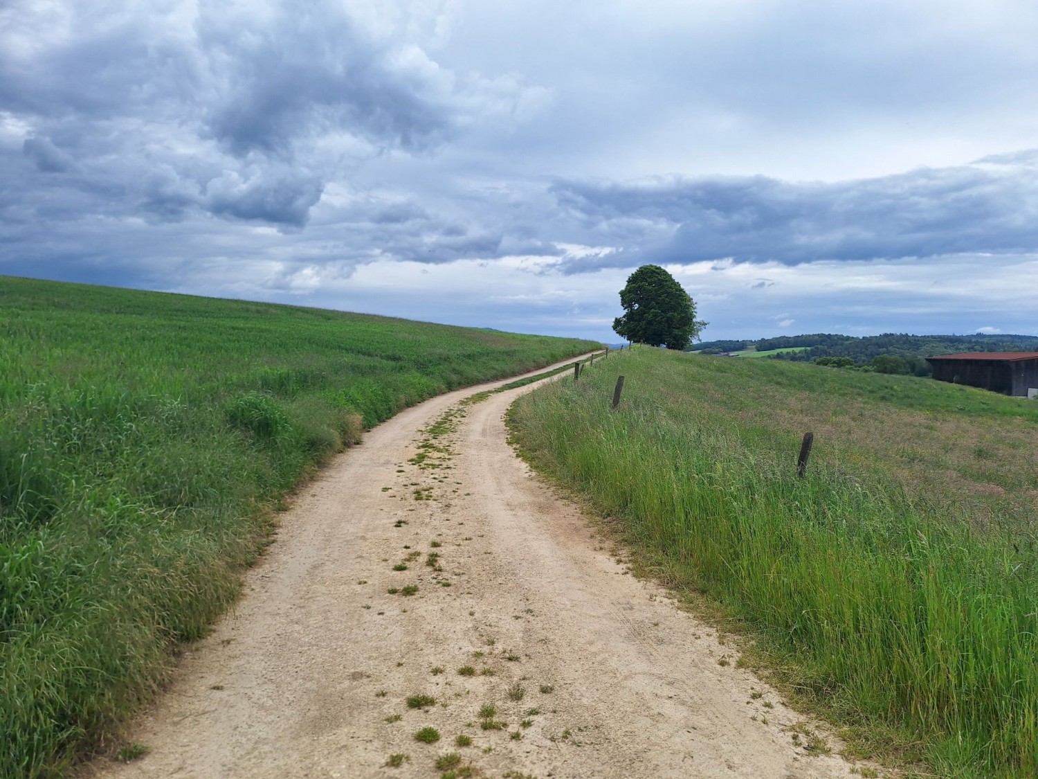 Peu avant Porrentruy, le chemin traverse des champs d’un beau vert.