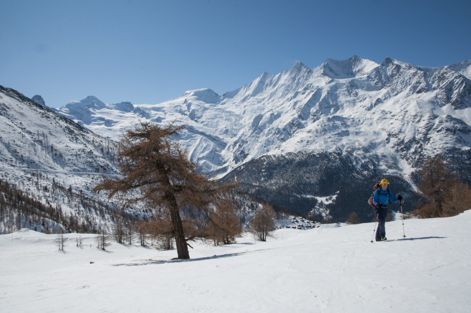 Lärche auf dem Kreuzboden. Hinten von links Allalinhorn, Alphubel und die Mischabelgruppe. Bild: Heinz Staffelbach 