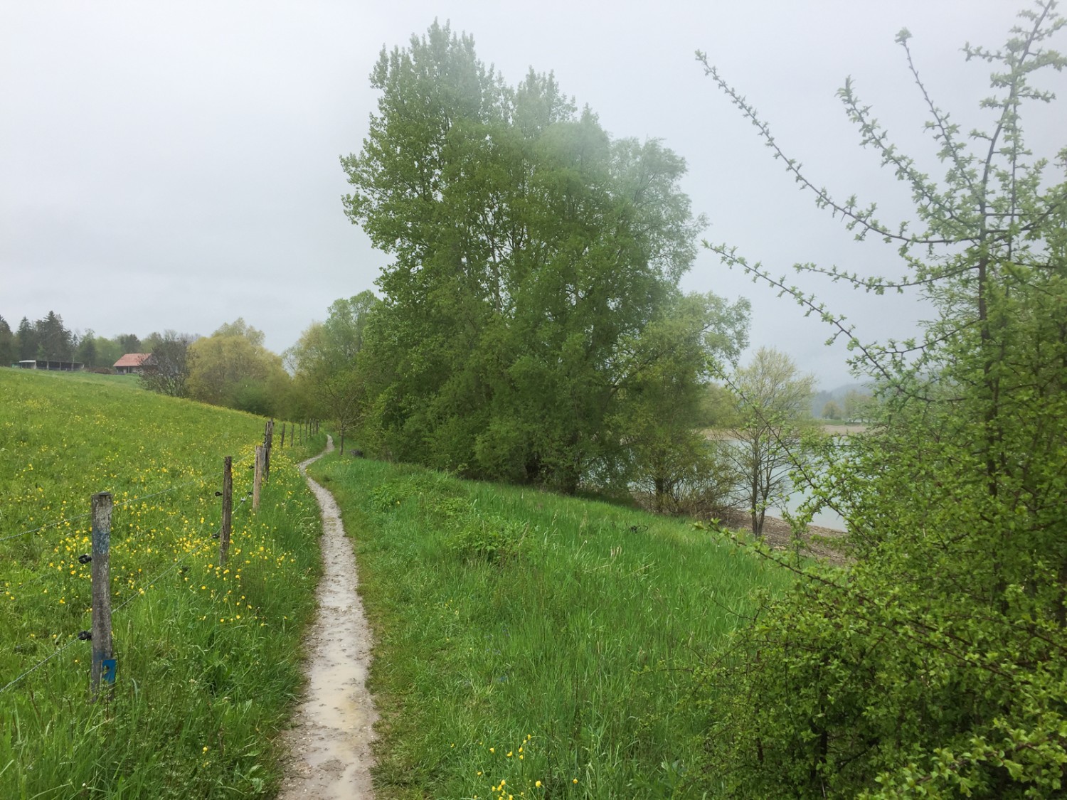 Wenn nicht durch den Wald, dann führt der Weg über Weiden. Bild: Rémy Kappeler