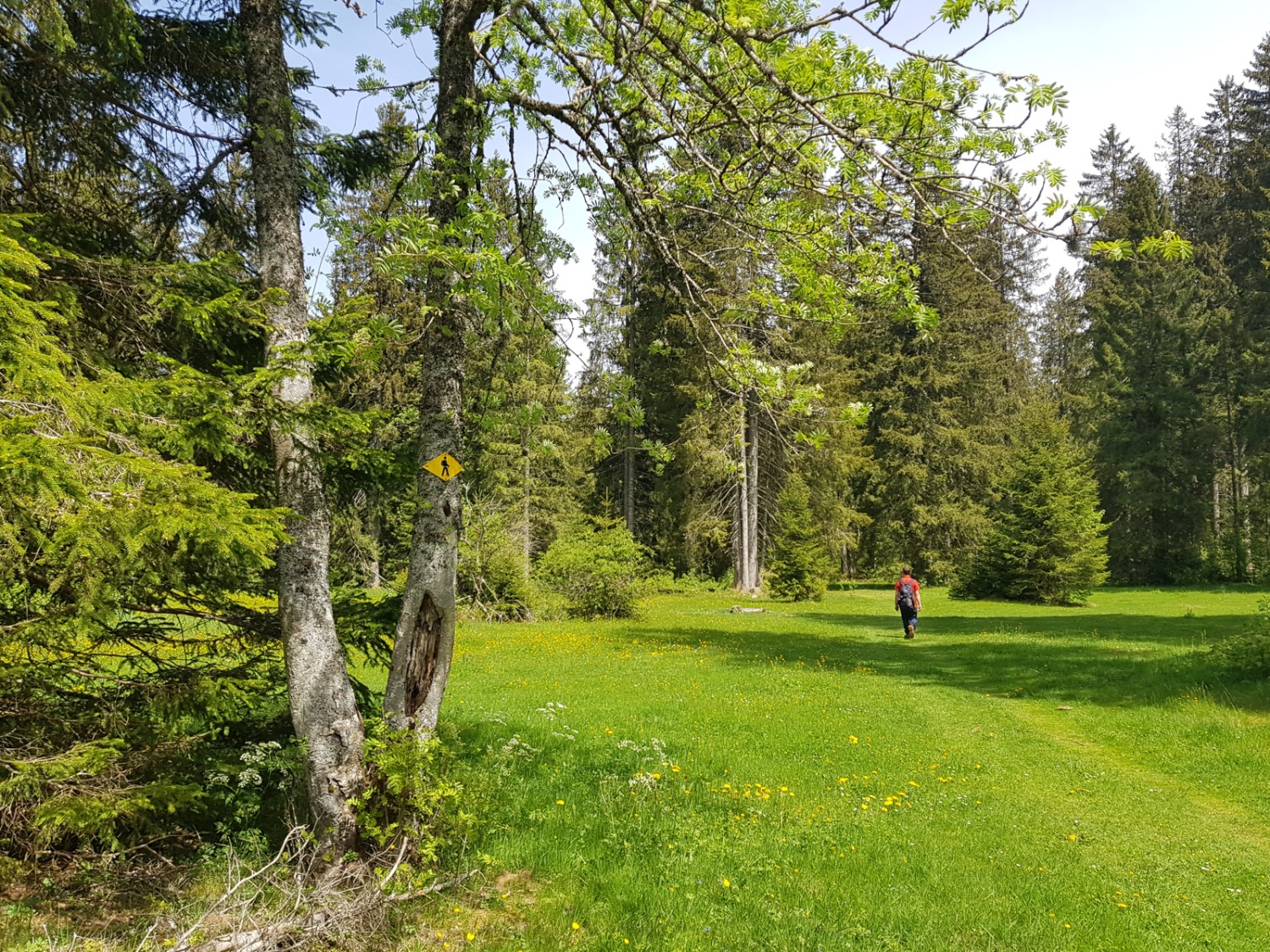 Jura typique, prairies et forêts éparses.