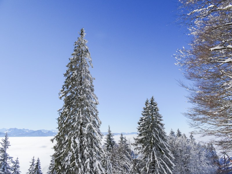 Die schneeverhangenen Tannen können sich auf dieser Wanderung voll in Szene setzen. (Foto: Vera In-Albon)