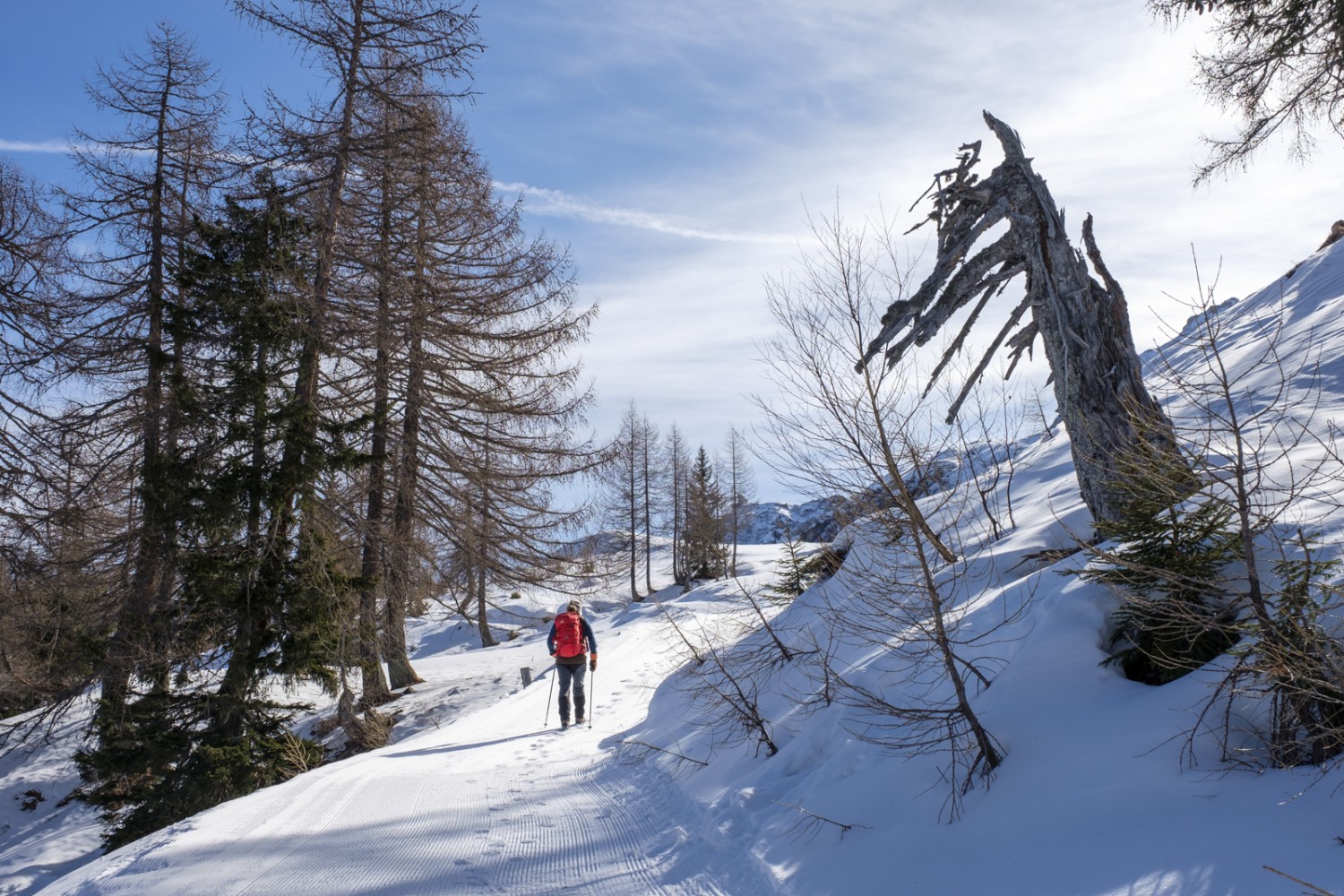 Lärchen und Fichten säumen die Höhenroute. Bild: Iris Kürschner