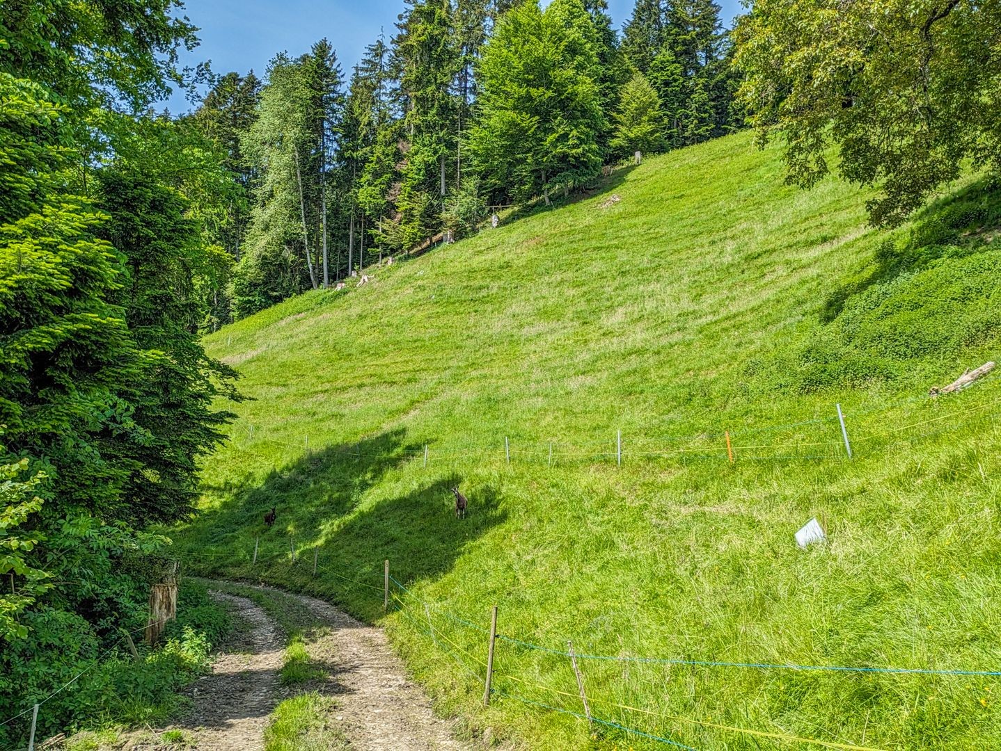 Vert, la couleur omniprésente tout au long de la randonnée