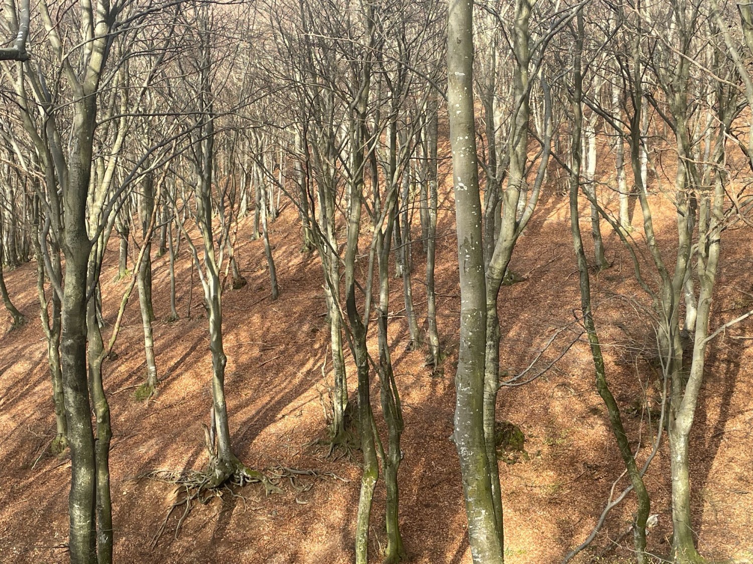 Kahle Ästhetik auf der Wanderung am Monte Generoso