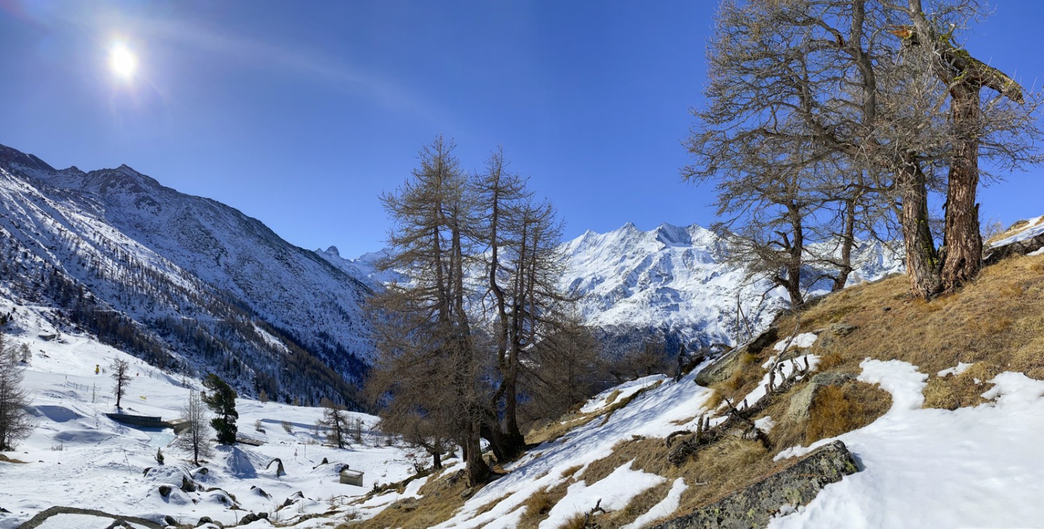 Lärchen trifft man auf der Schneeschuhwanderung zahlreiche an. Bild: Heinz Staffelbach 