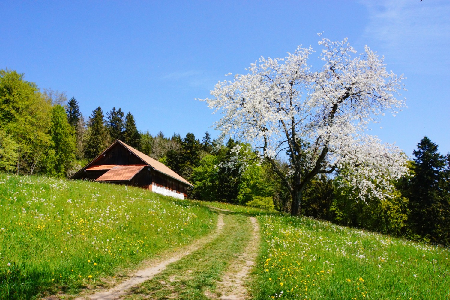 Un peu au-dessus d’Udligenswil, arbres fruitiers en fleurs et prairies vert tendre.