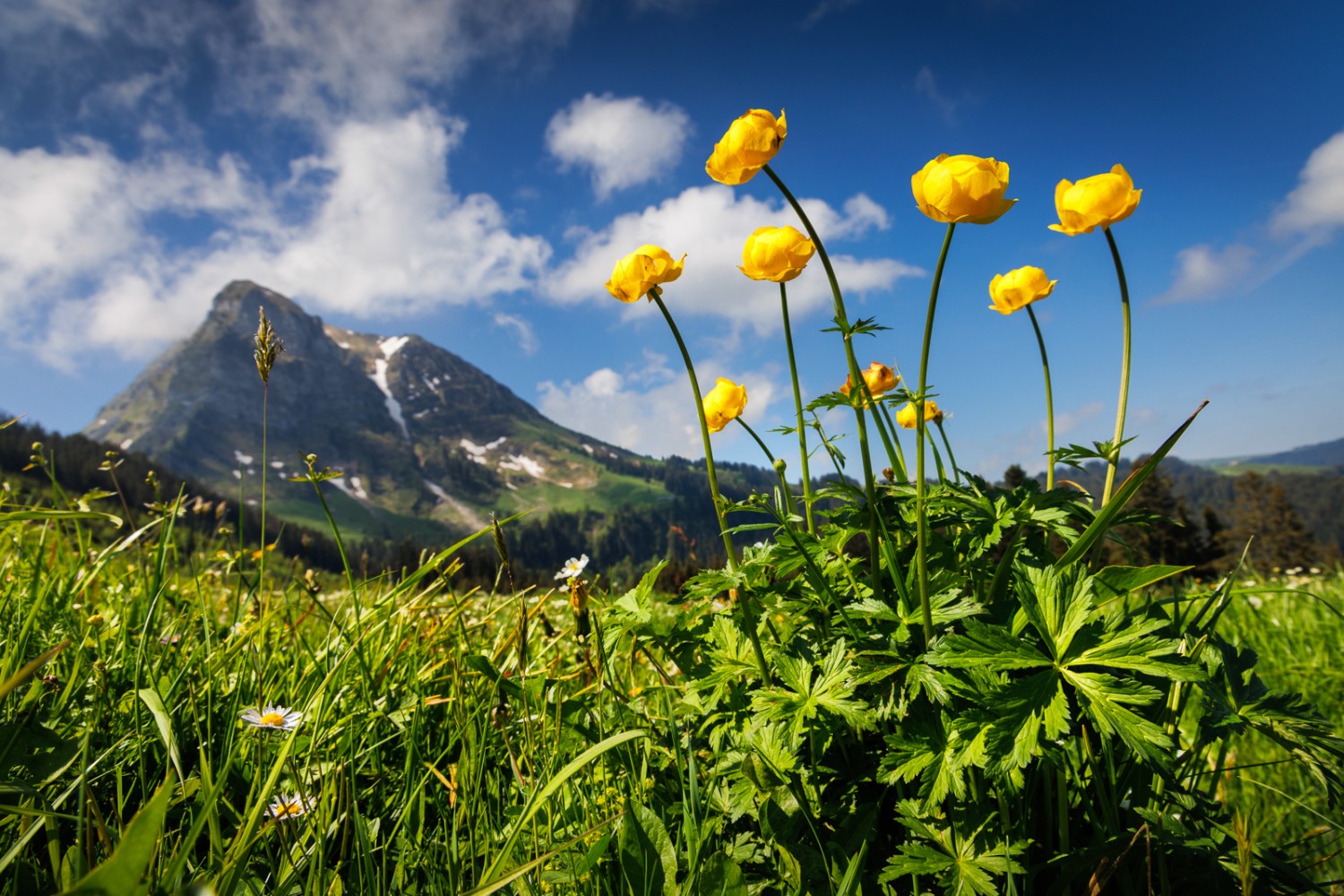 Wunderschöne Wiesenblumen bei Grosses-Clés. Im Hintergrund erhebt sich der majestätische Moléson. Photo: Severin Nowacki