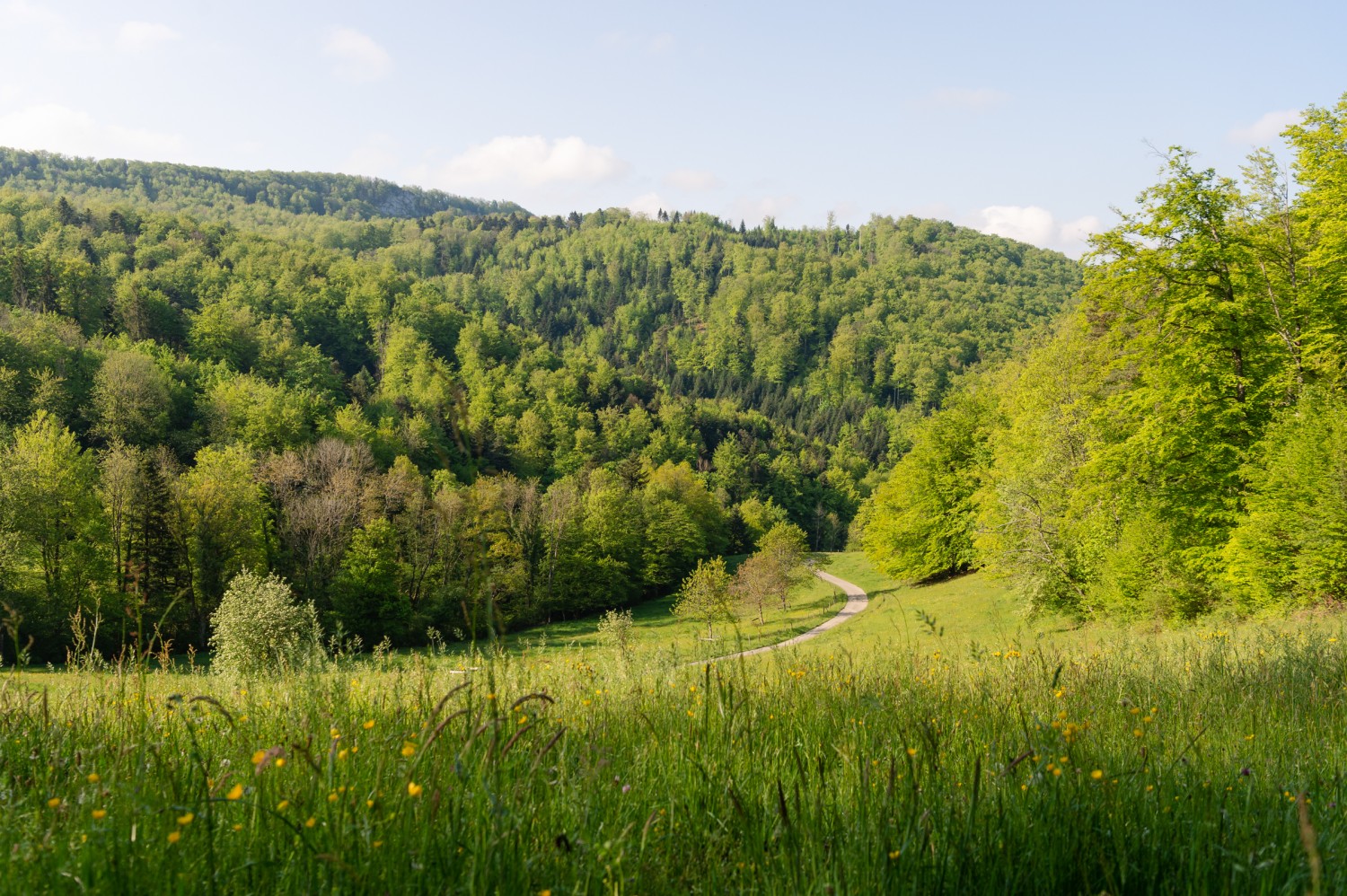 Nach Pleujouse und Fregiécourt führt der Weg durch die typische Ajoier Landschaft. Bild: Raja Läubli