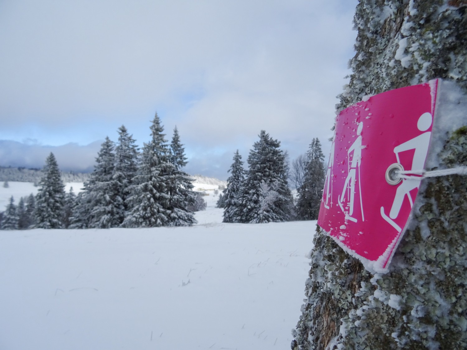 In der Ferne liegt der Obergrenchenberg. Bild: Sabine Joss