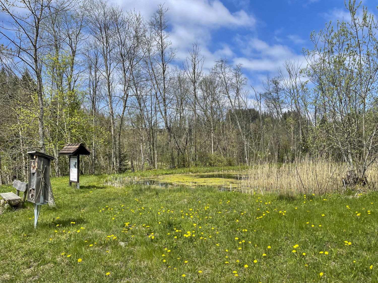 Das Naturschutzgebiet Dreiwässern ist ein Lebensraum für viele Amphibienarten.