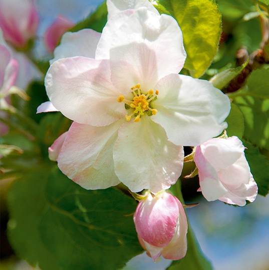 D’ici l’automne, elle aura donné naissance à une pomme!