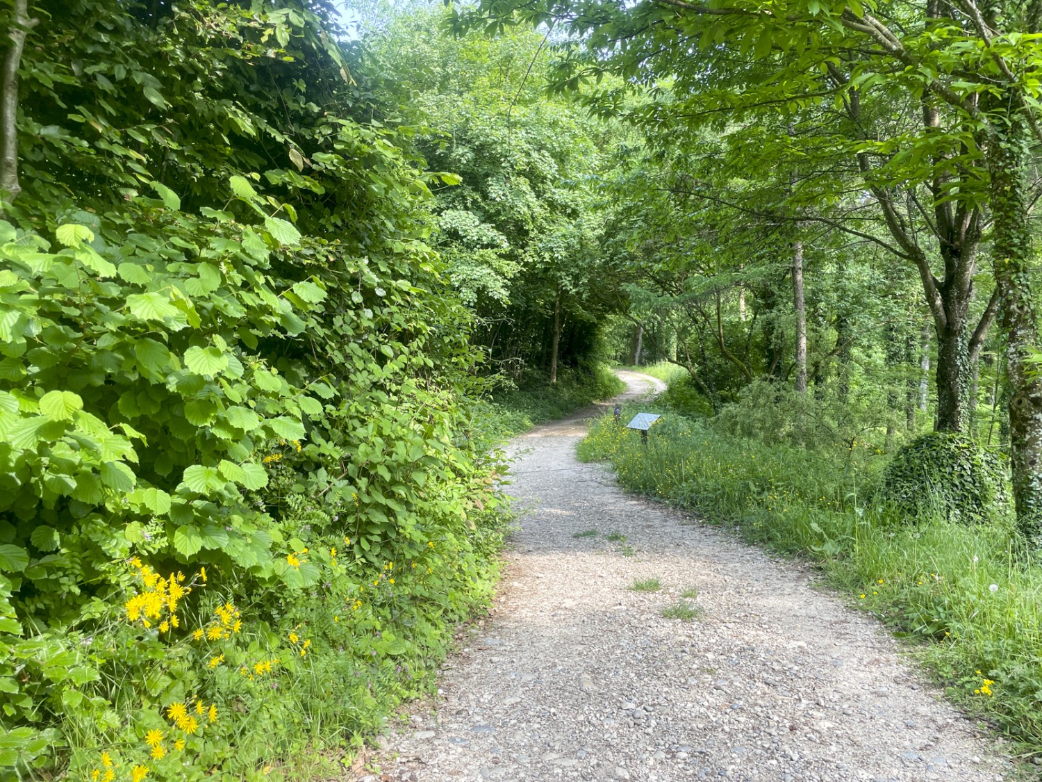 Die Wanderung ist auch ein Lehrpfad: Auf Informationstafeln erfährt man Interessantes über die Flora. Bild: Vera In-Albon